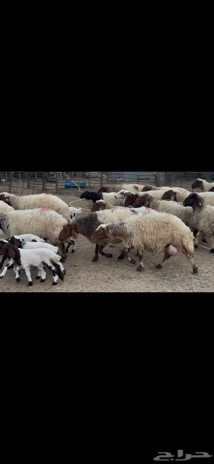 غنم نعيم متابيع . 16