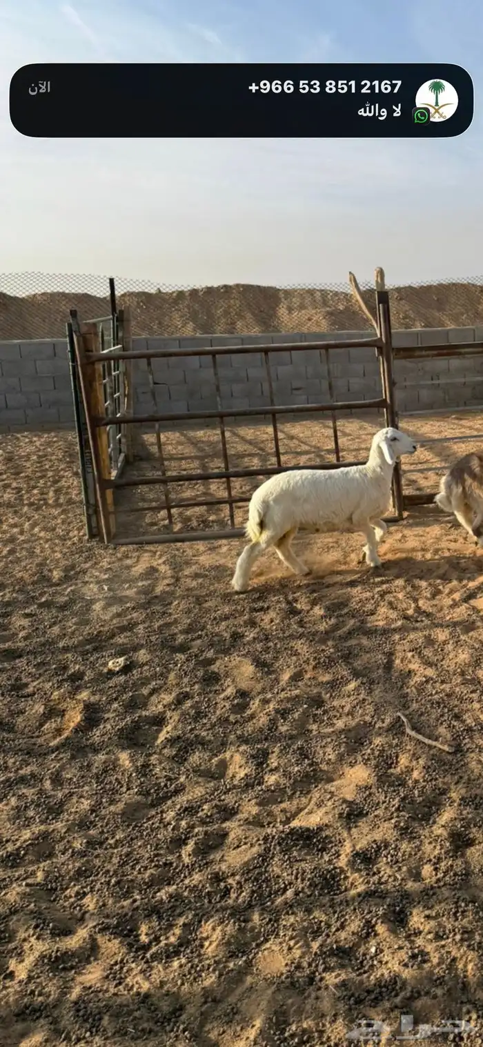 خرفان ذبايح 14