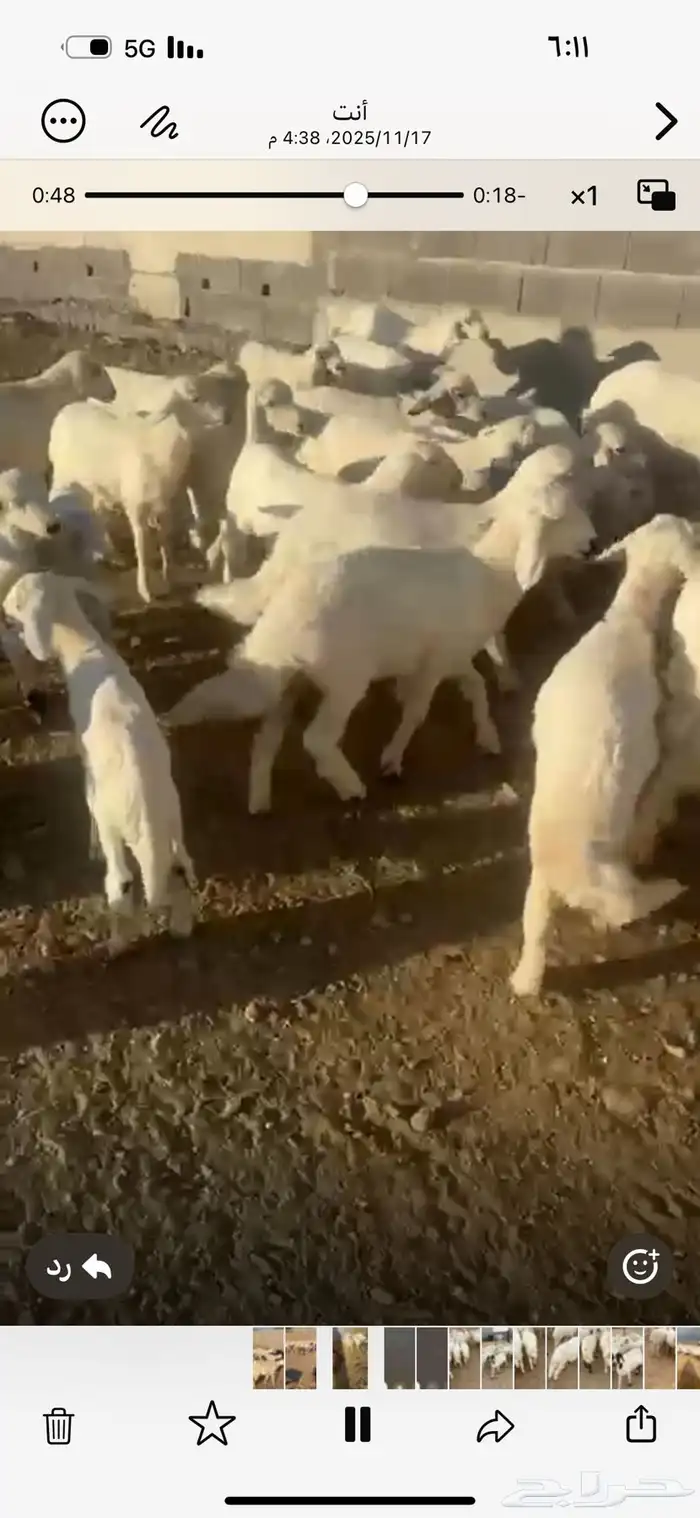 غنم ولد الغدد 35 تحتها 35 مشروطه وريم أسنان 0