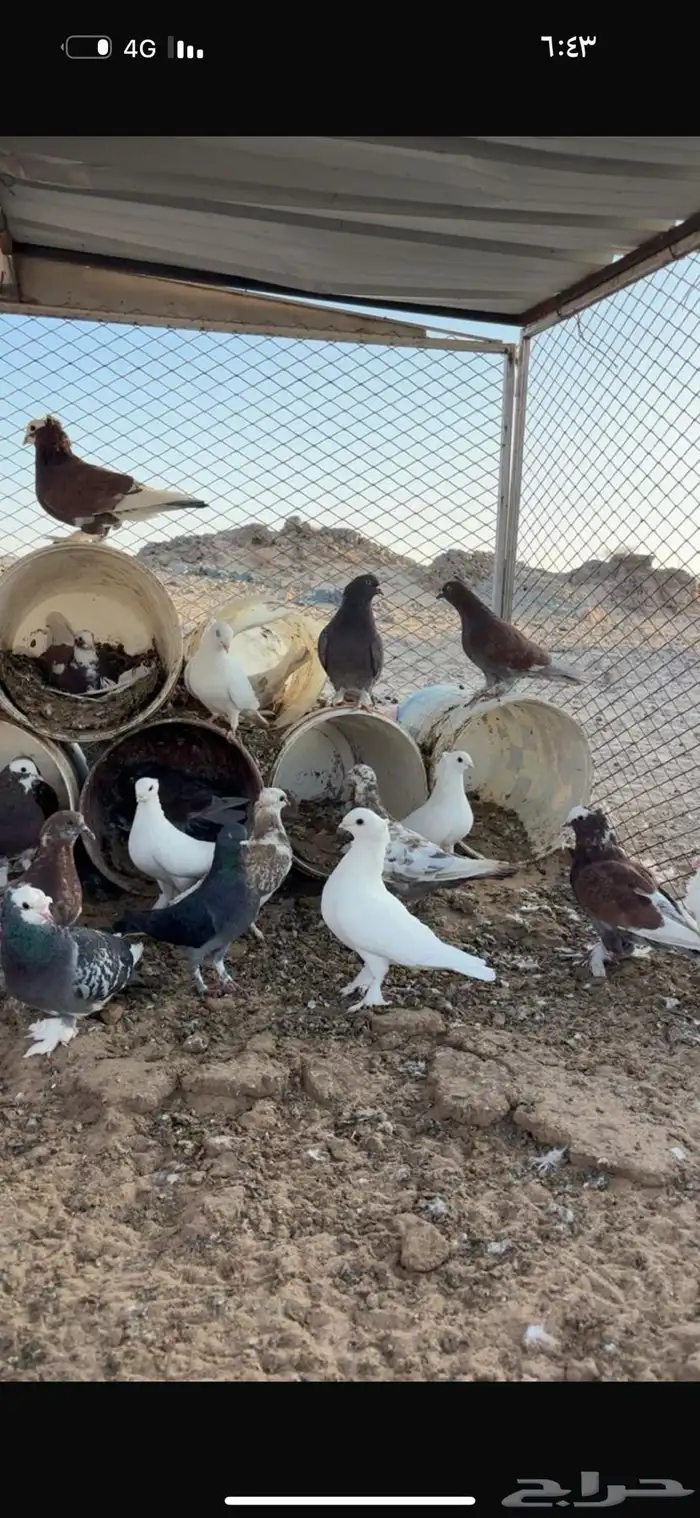 حمام البيع الموقع تثليث 1