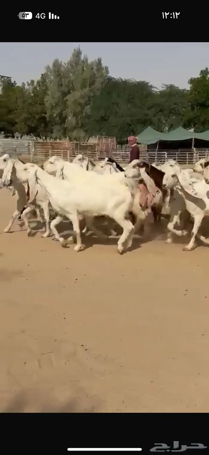 معزا هولنديات فاخره 6