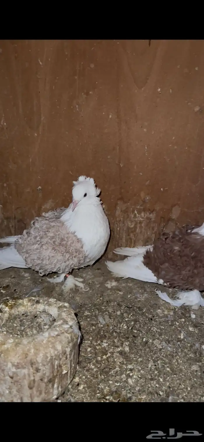 حمام سوداني و زوج مفتل 2