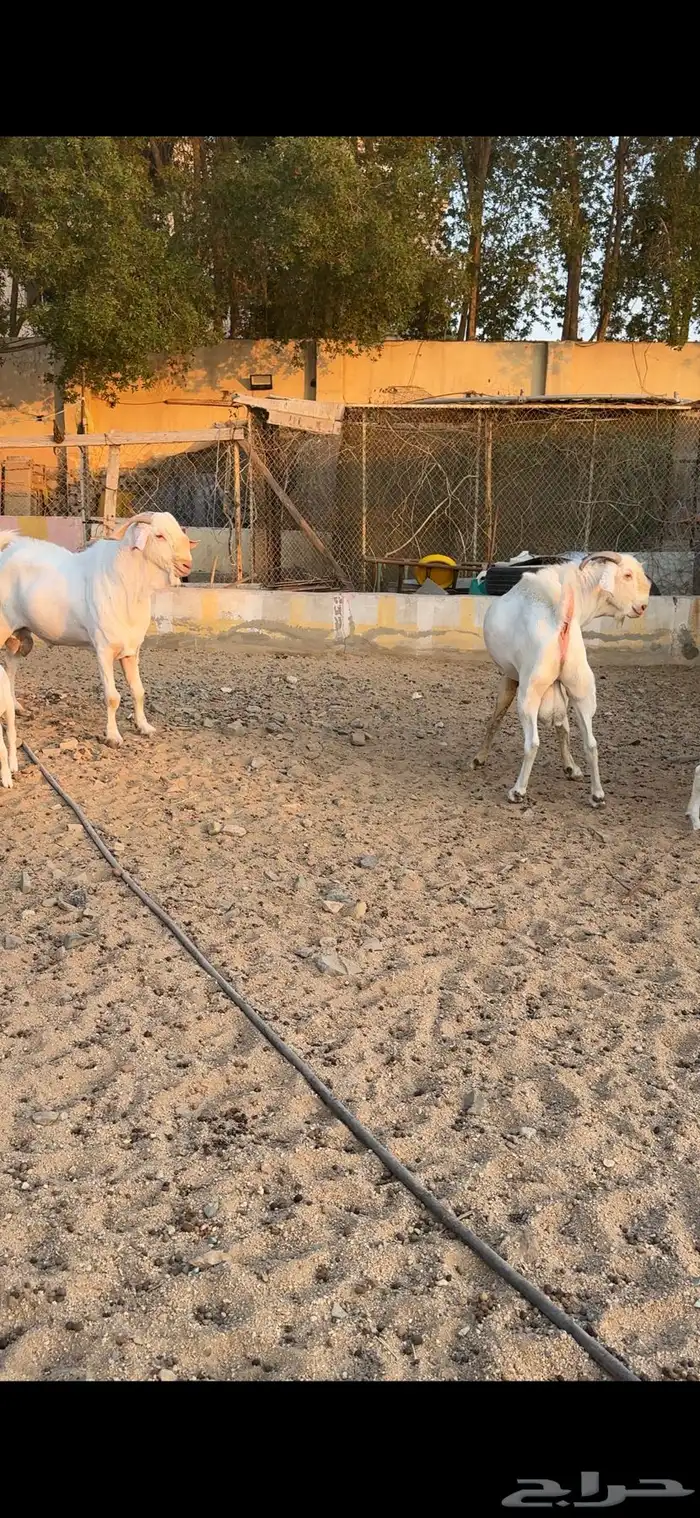 عنز برص فواخر جروم 17