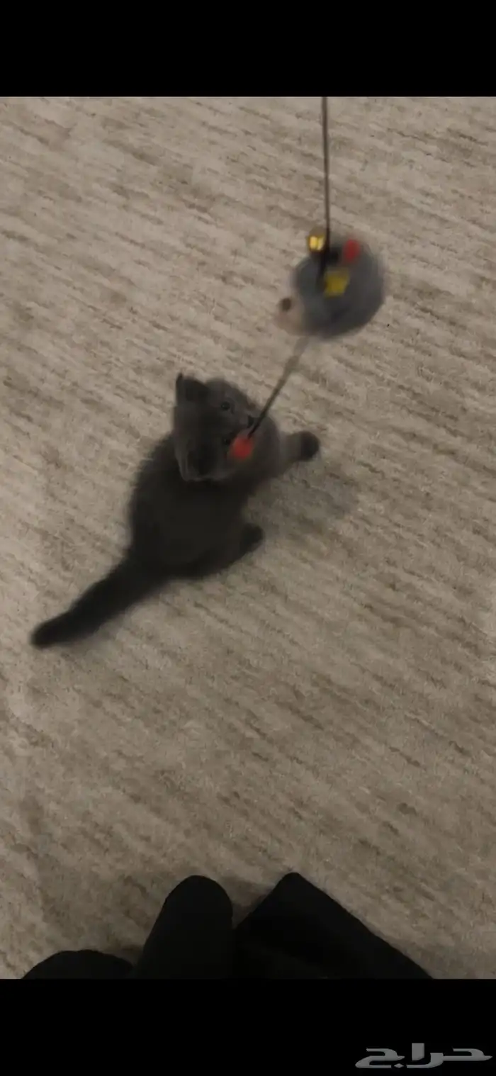 قط من نوع British shorthair للبيع 3