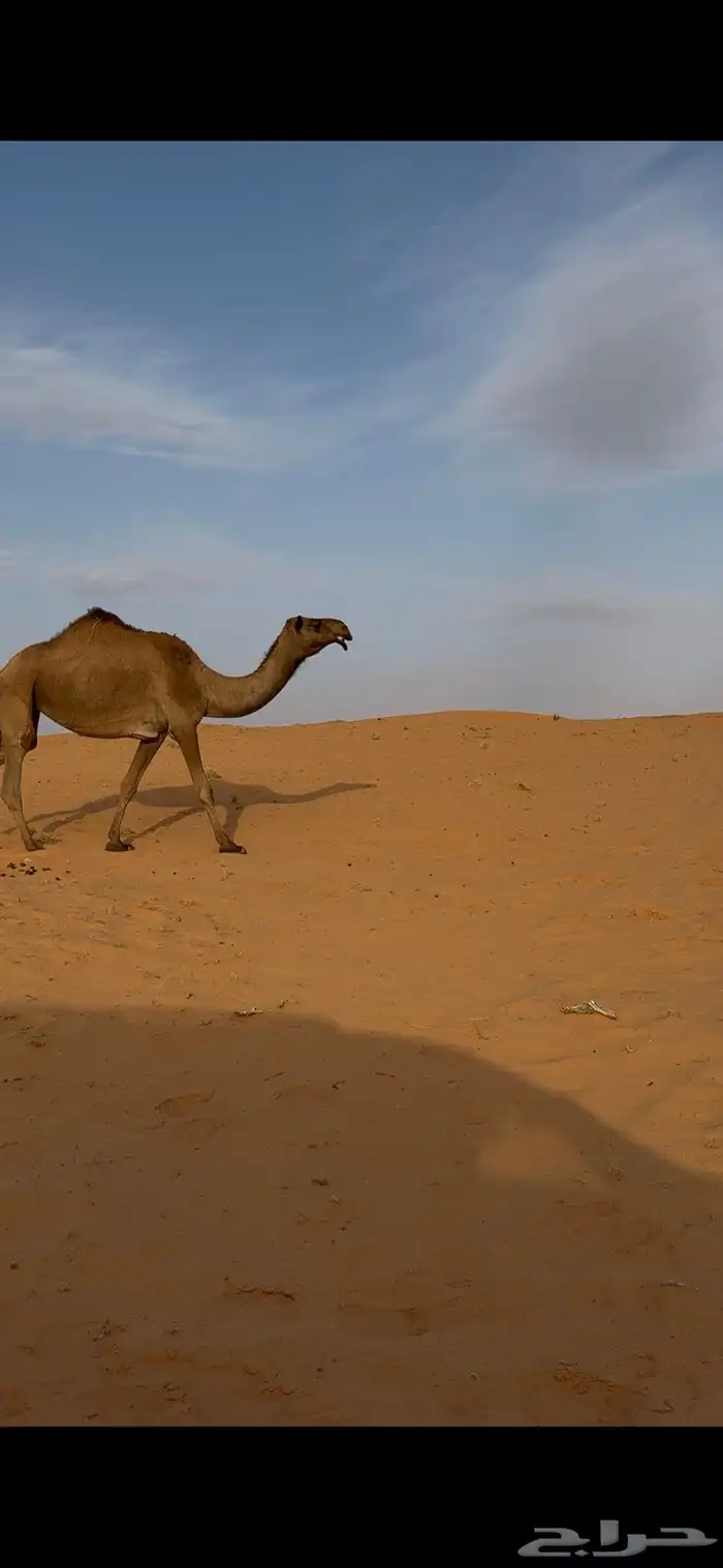 للبيع ابل صفر وشعل 1