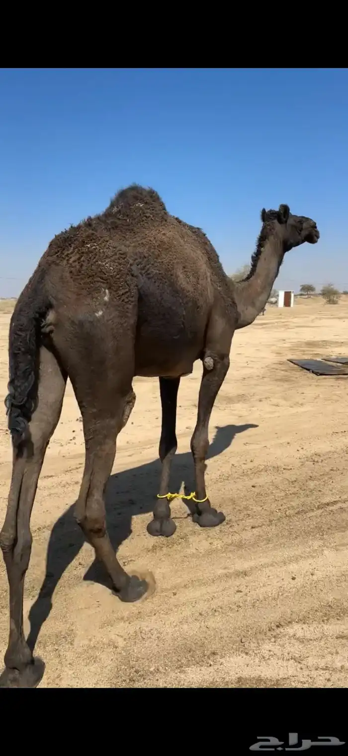 ناقه رباع او سديس ولقحه في شهرين طبعه زين وا مبروكه وهاديه 7