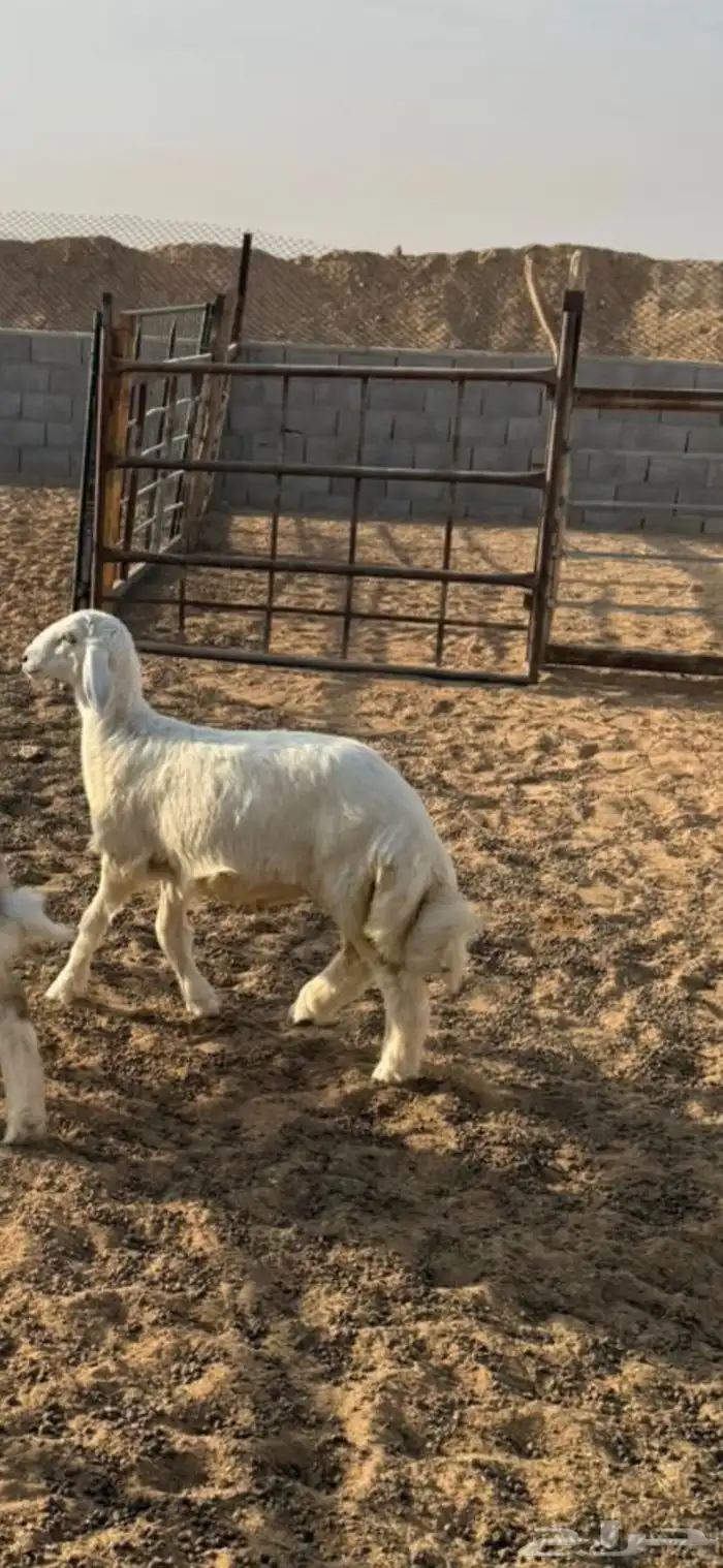 خرفان ذبايح 11