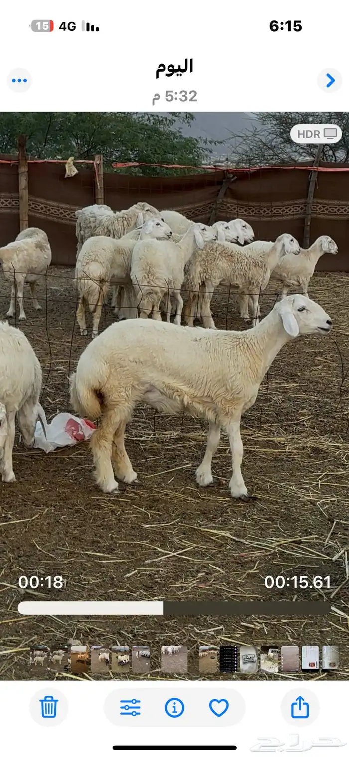 رخال صنف مقاني مضربات 3