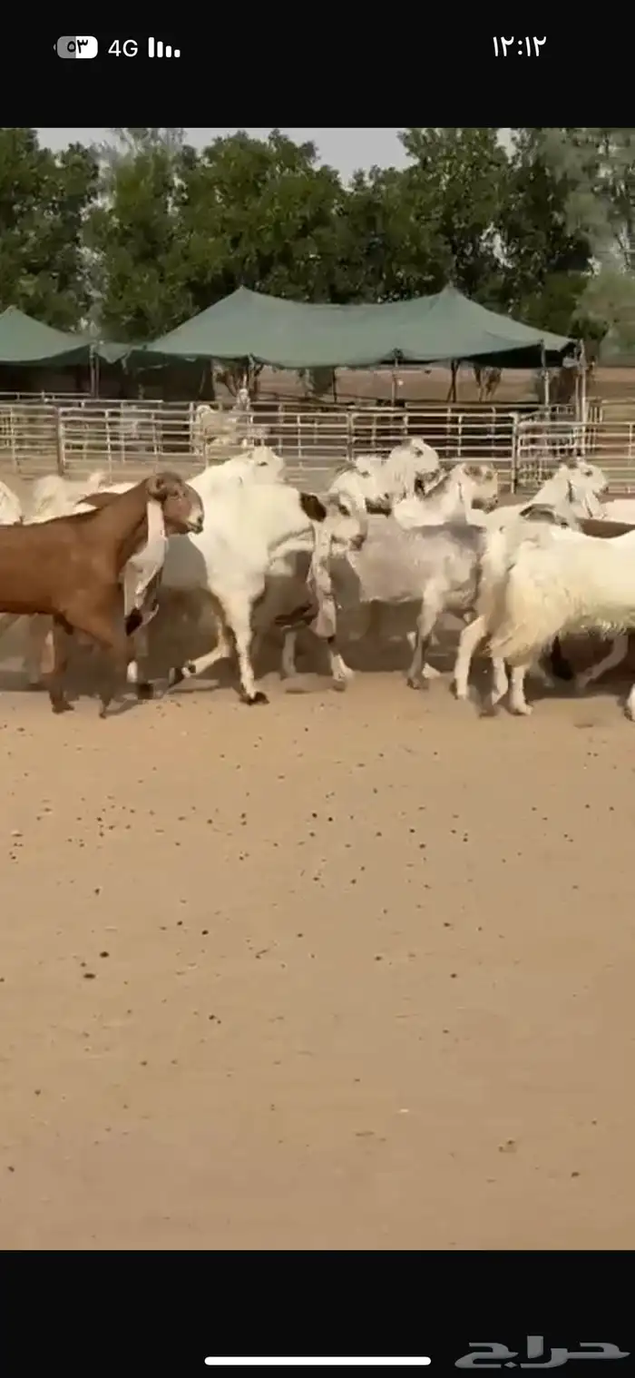 معزا هولنديات فاخره 10