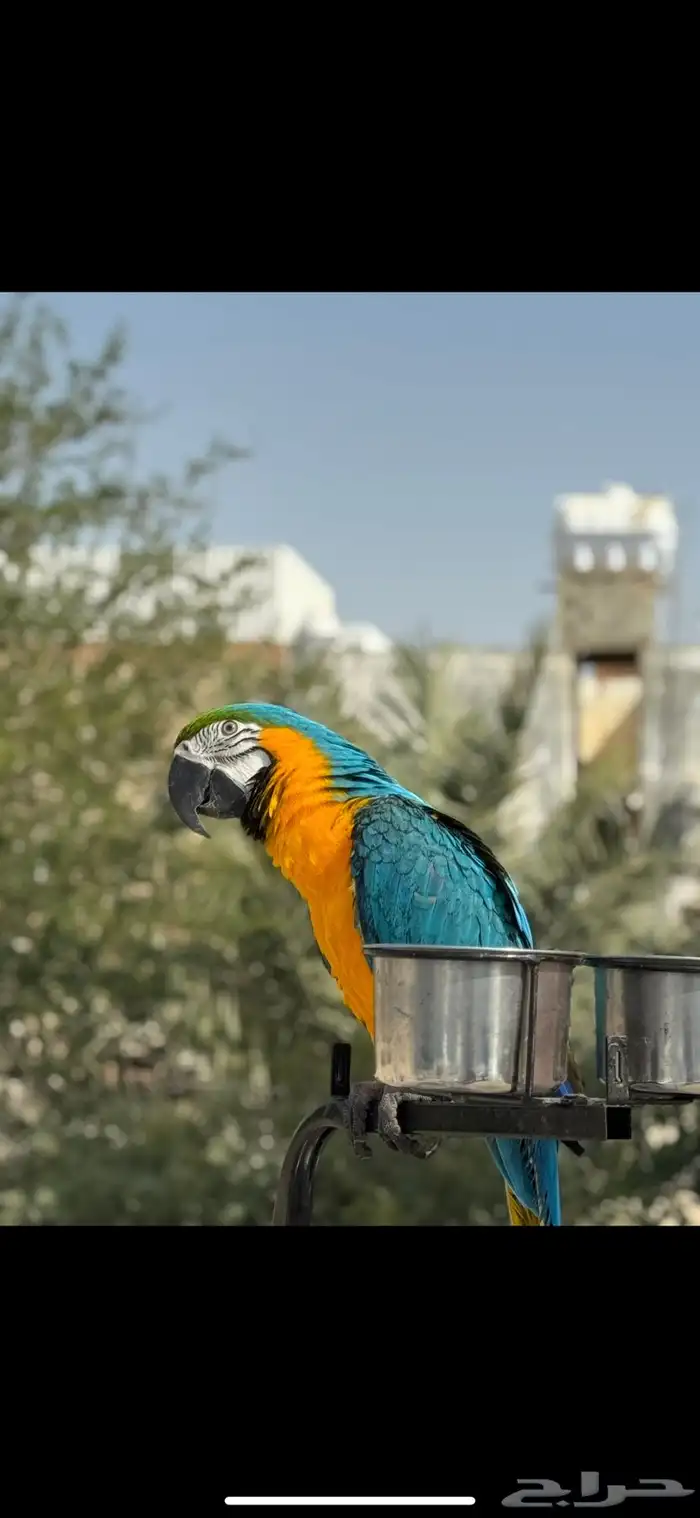 مكاو بلو اند قولد 5