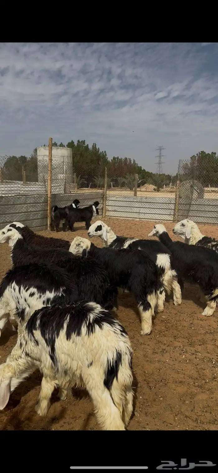 طليان ذبايح نجدي الخرج 4