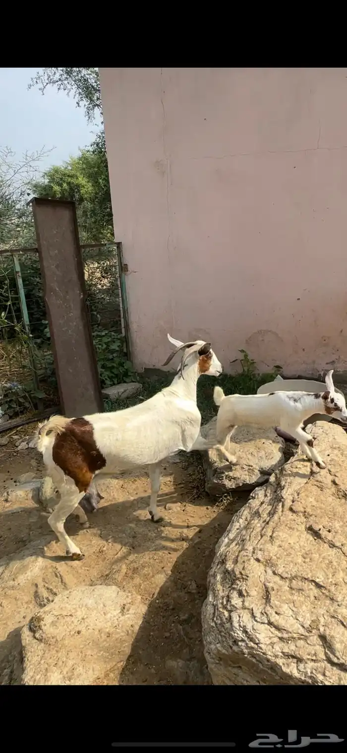 شاه منوة المقني جرم وجنب تحتها انثى جامع شباب 0