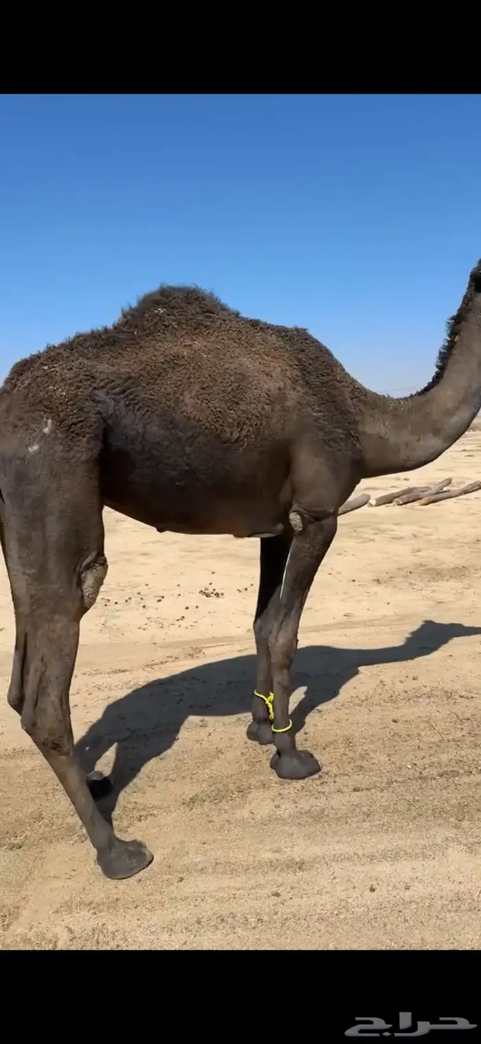 ناقه رباع او سديس ولقحه في شهرين طبعه زين وا مبروكه وهاديه 14