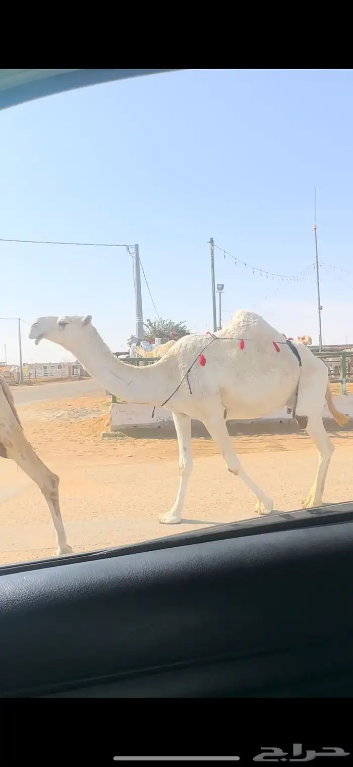 ضريبه. تم البيع 0