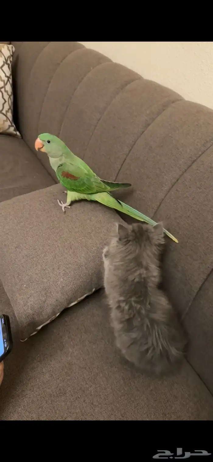 دره نيبالي 1