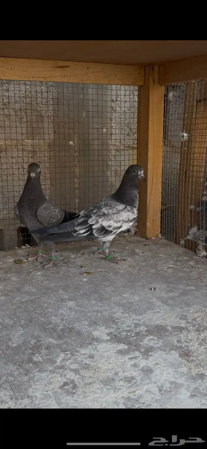 طبات حمام باكستاني 0