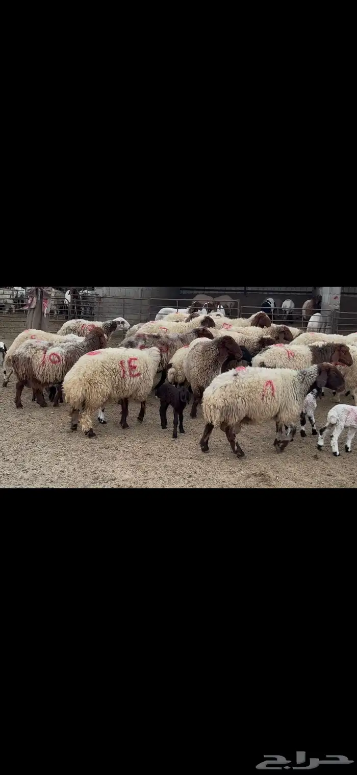 غنم نعيم متابيع . 6