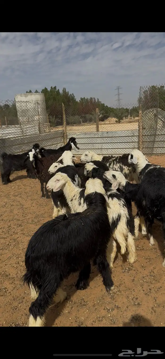 طليان ذبايح نجدي الخرج 2