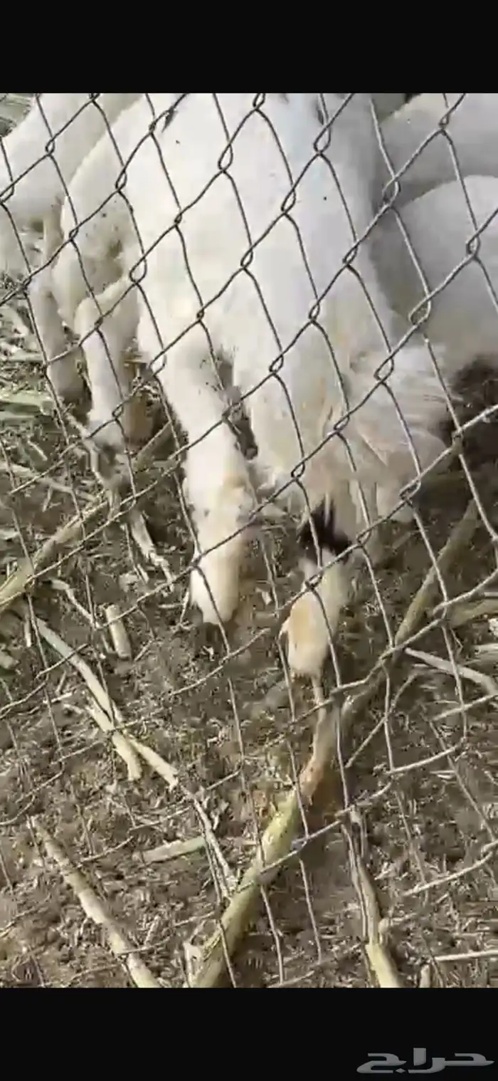 طلي نجدي للبيع مقفل موقعه برك 0