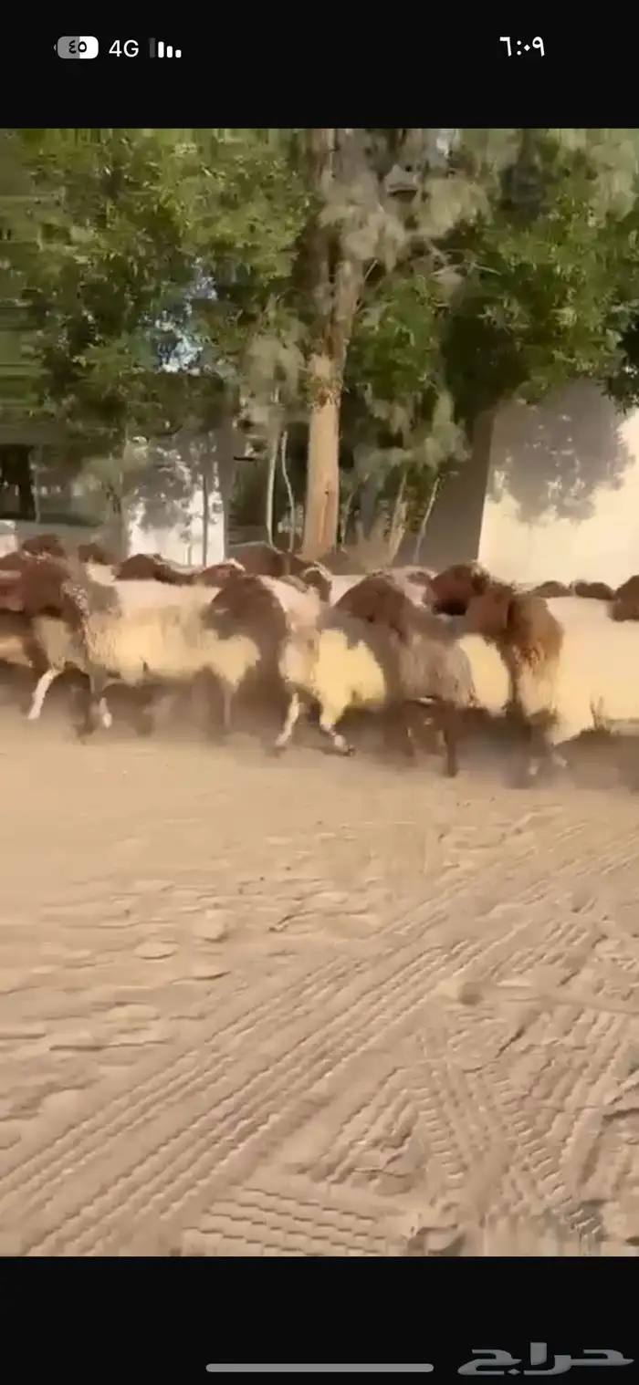 غنم نعيم طيبه للبيع 3
