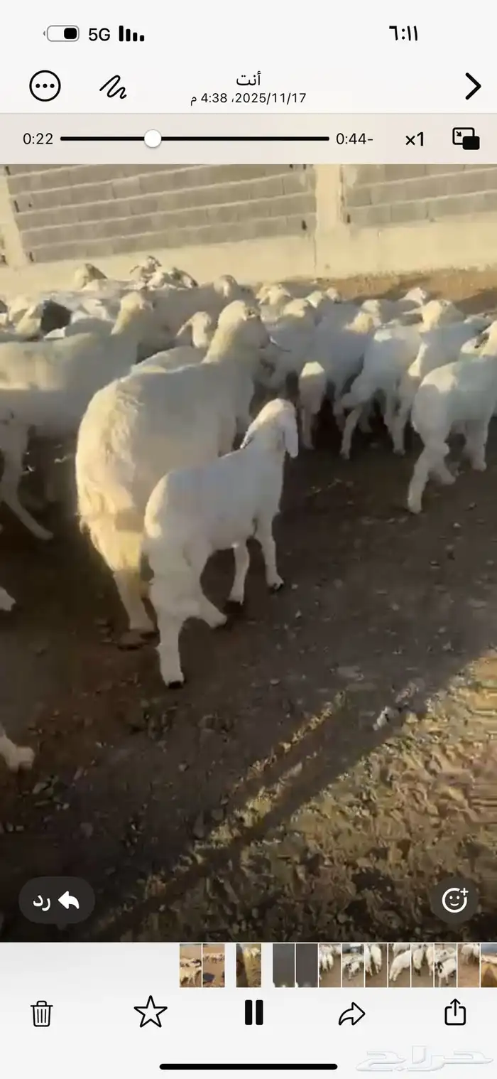 غنم ولد الغدد 35 تحتها 35 مشروطه وريم أسنان 1