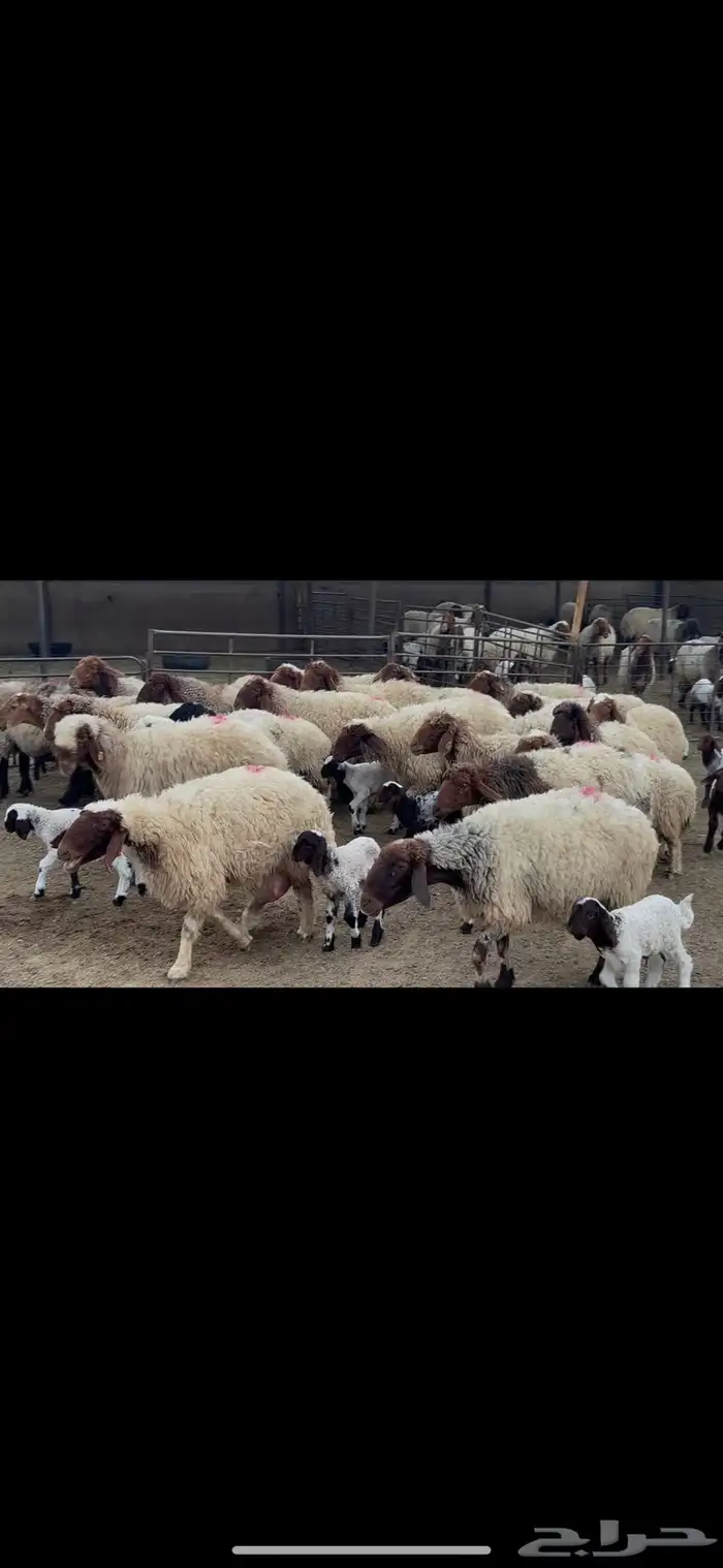 غنم نعيم متابيع . 15