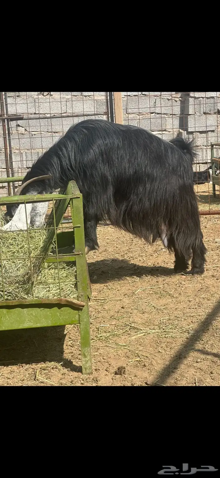 عنز عارضيه صنف جرم تم البيع 3