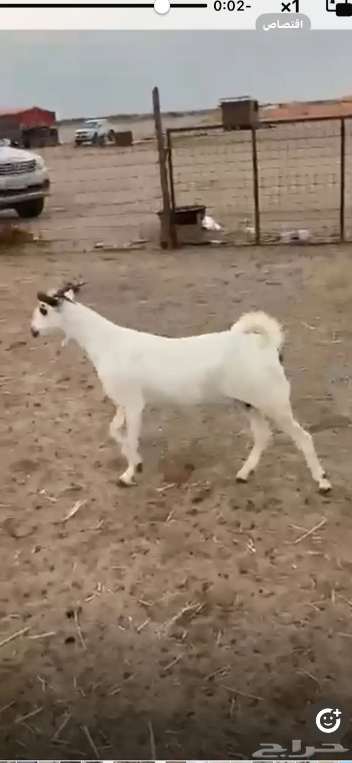 جده الغولاء 1