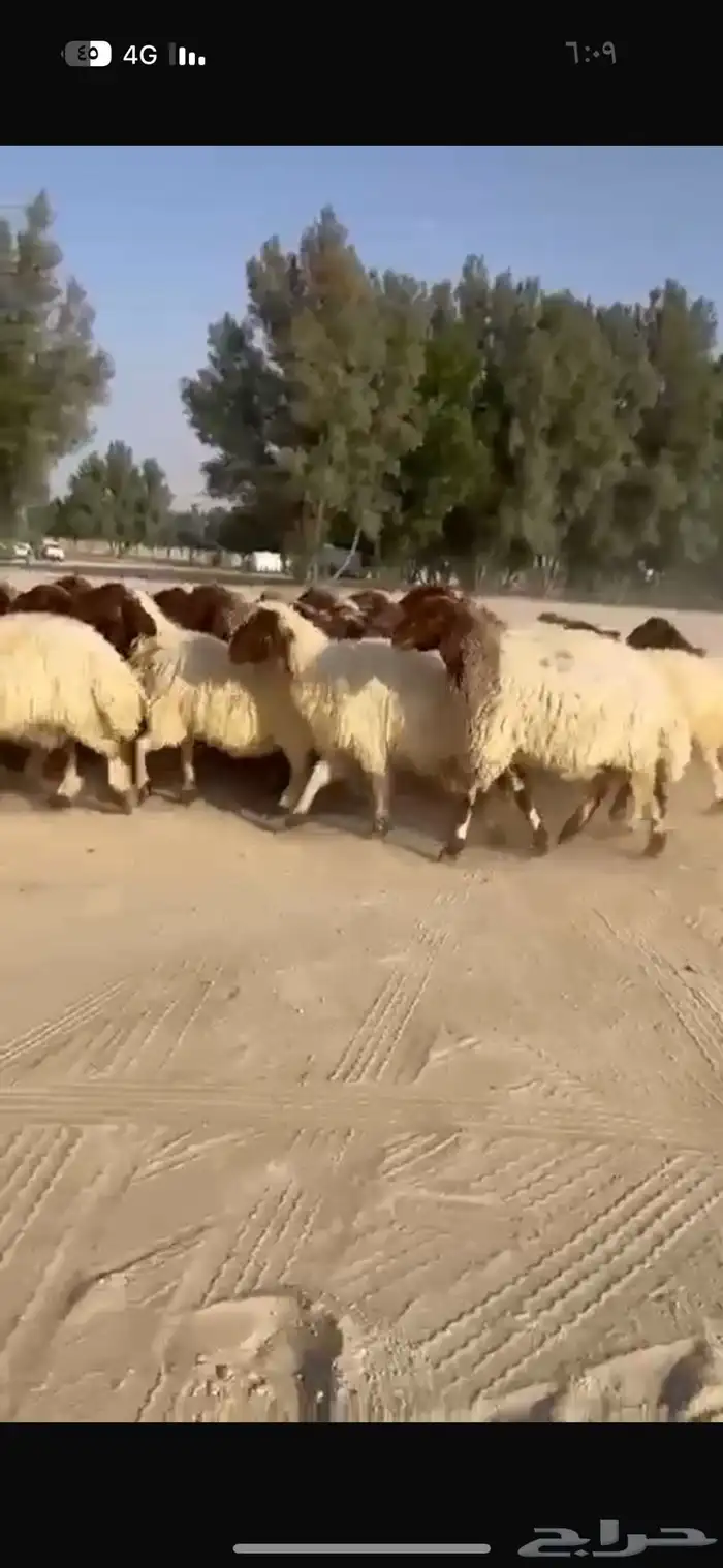 غنم نعيم طيبه للبيع 0