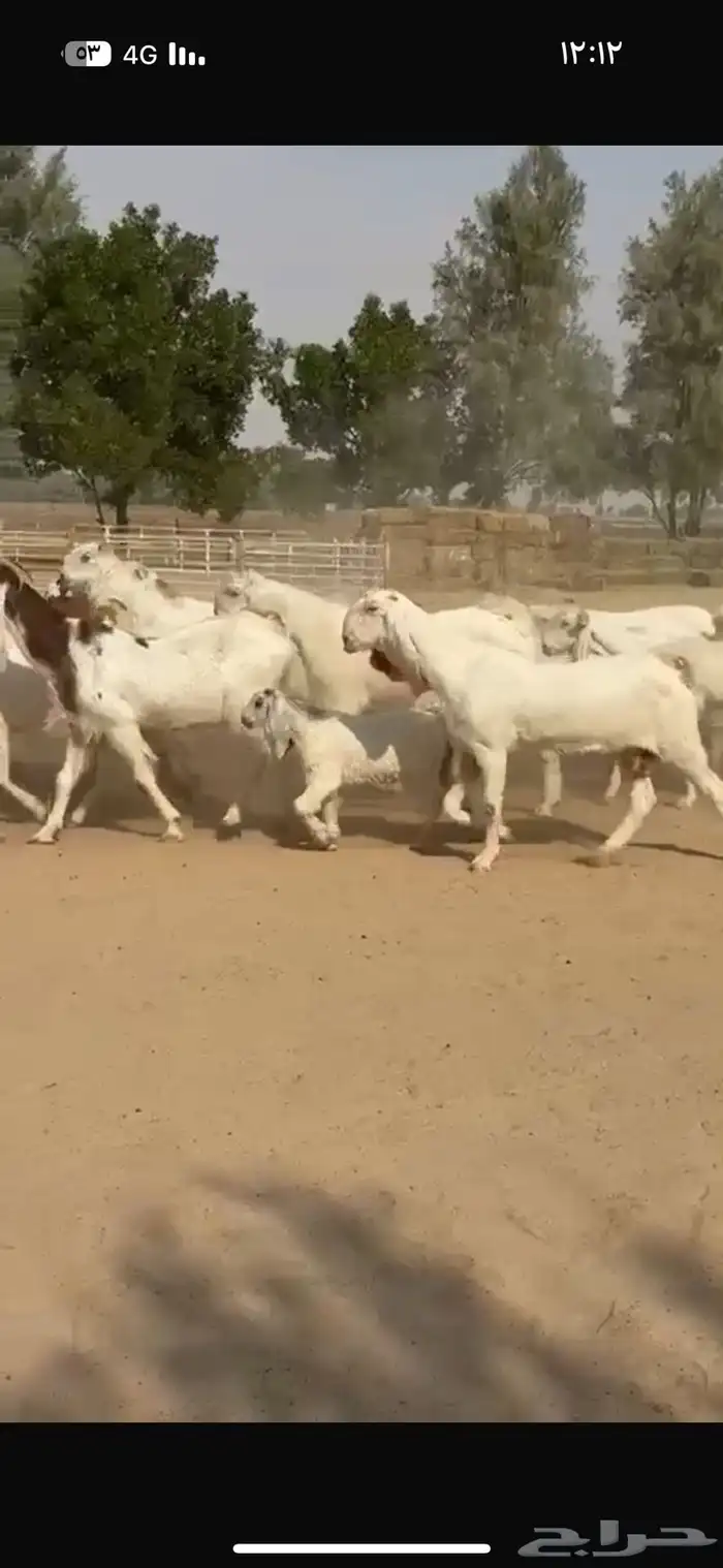 معزا هولنديات فاخره 4