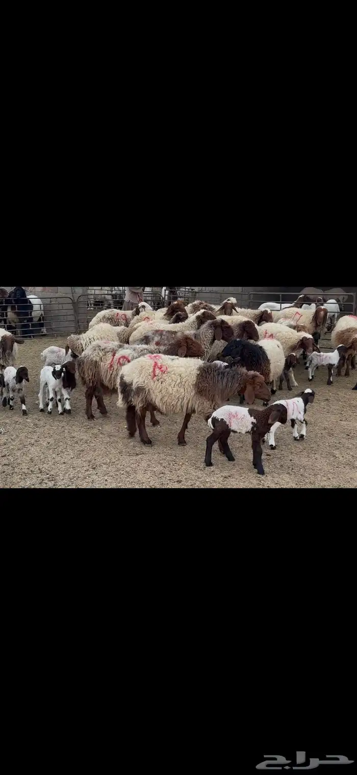غنم نعيم متابيع . 10