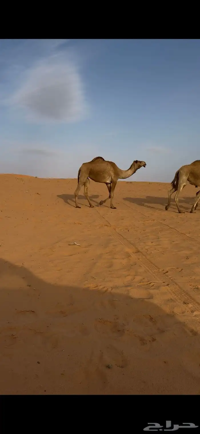 للبيع ابل صفر وشعل 2