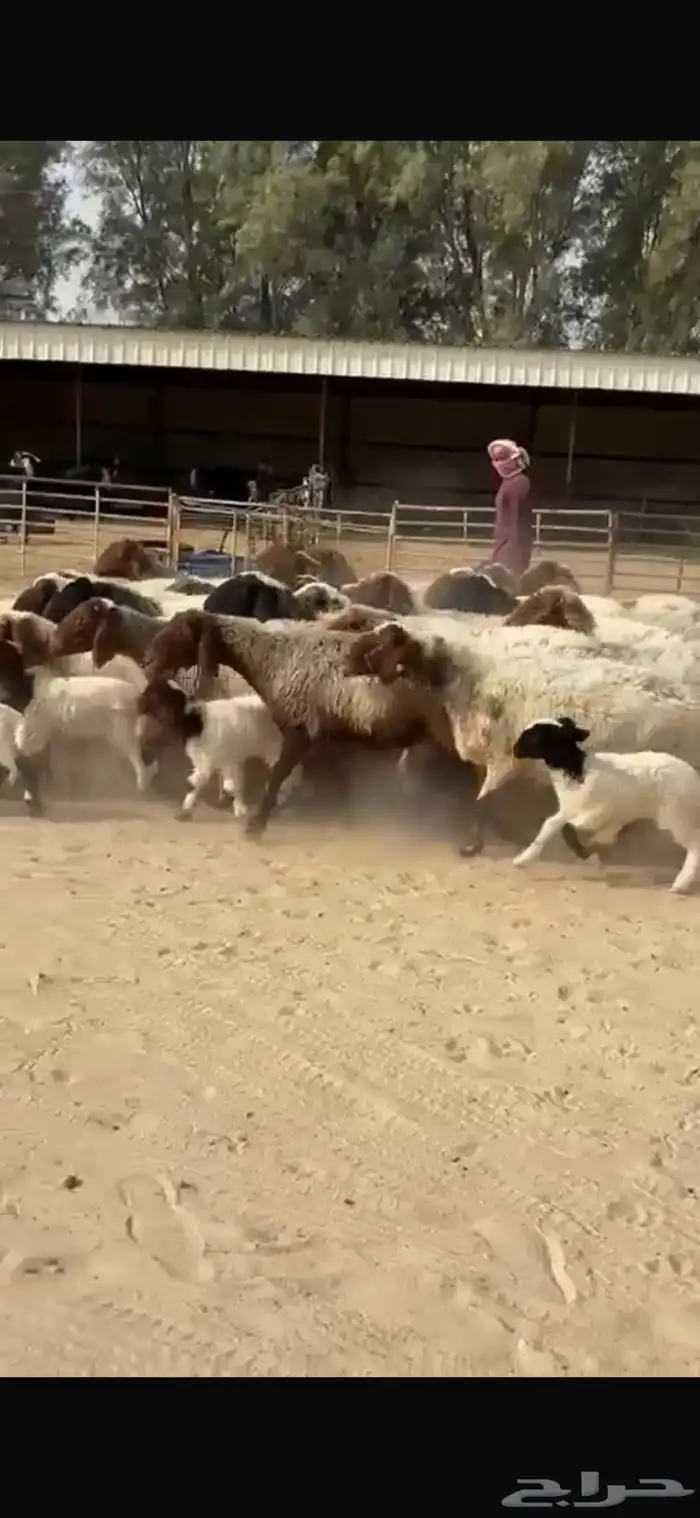 رغايث نعيم فاخره 3