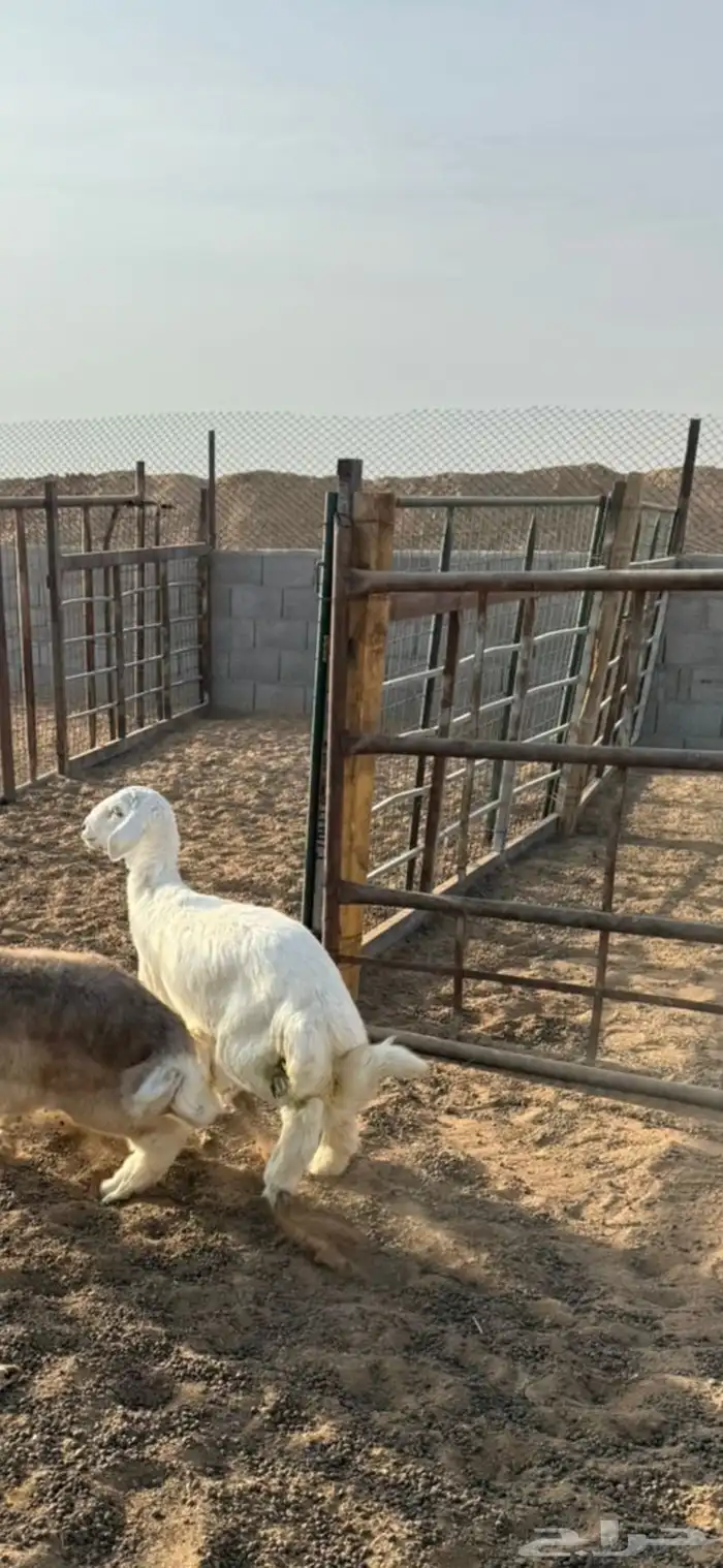 خرفان ذبايح 13