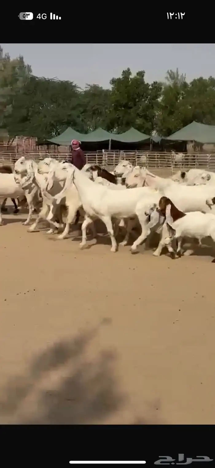 معزا هولنديات فاخره 7