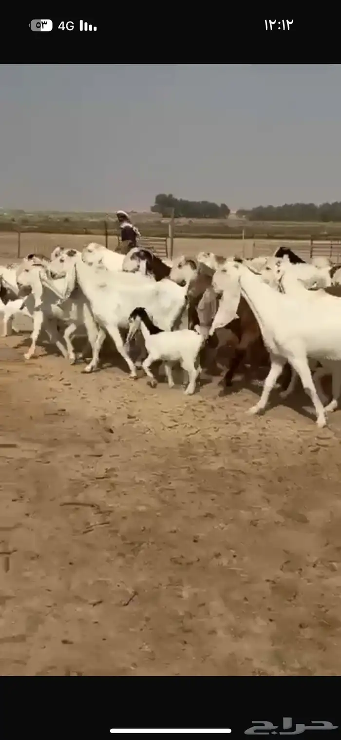 معزا هولنديات فاخره 0