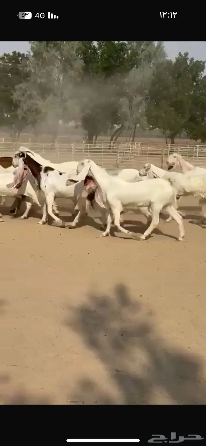 معزا هولنديات فاخره 3