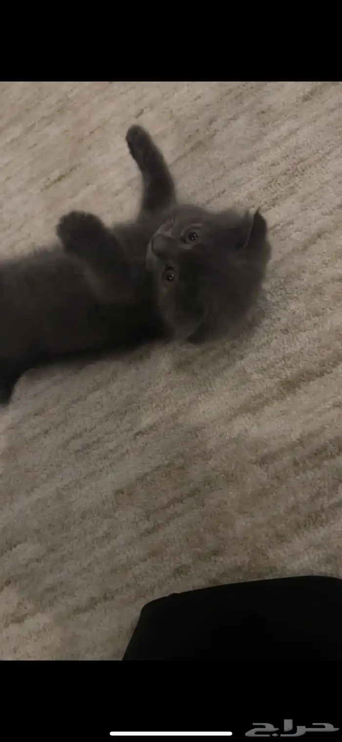 قط من نوع British shorthair للبيع 4