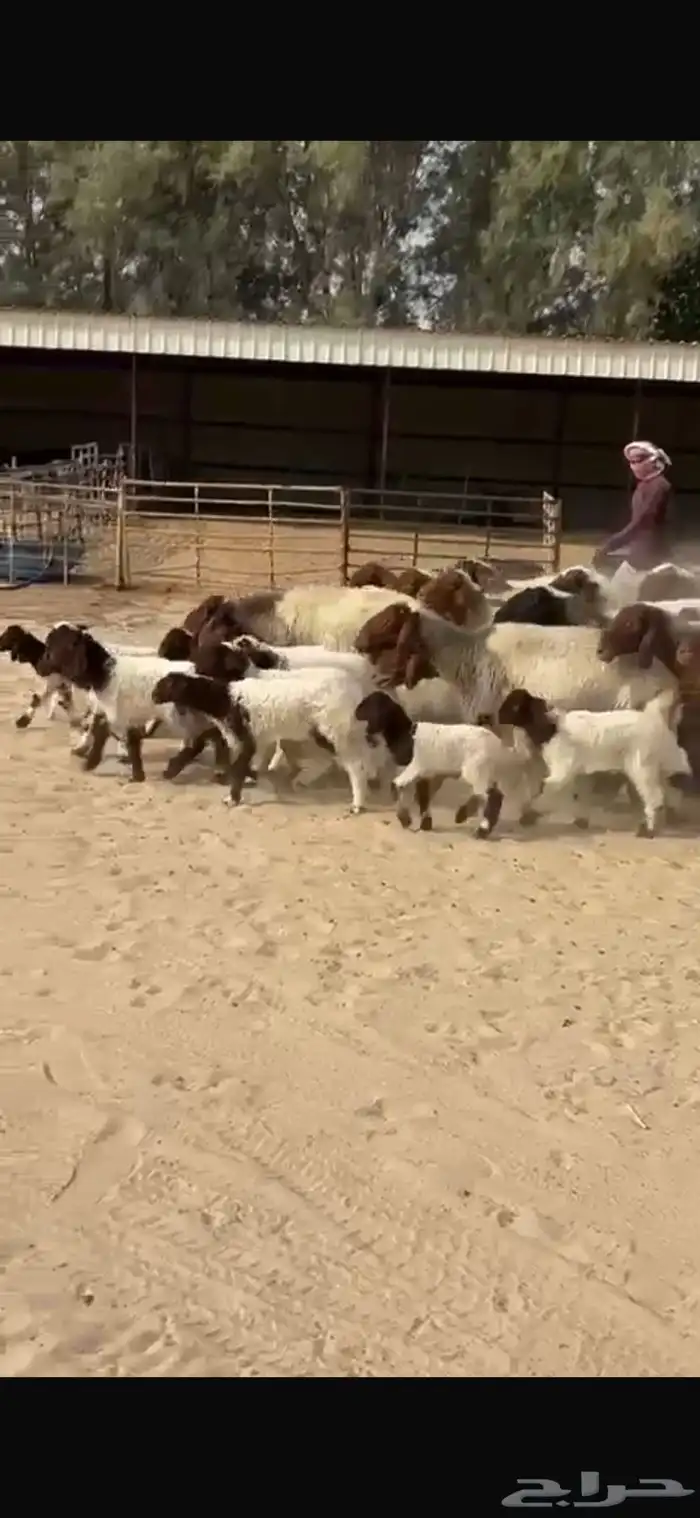 رغايث نعيم فاخره 2