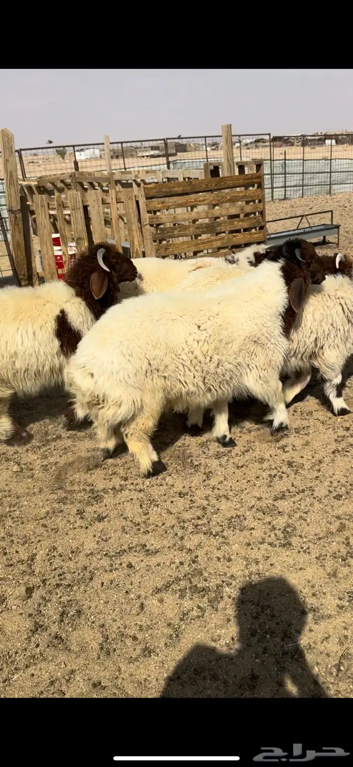 بهم صنف نعيم 2