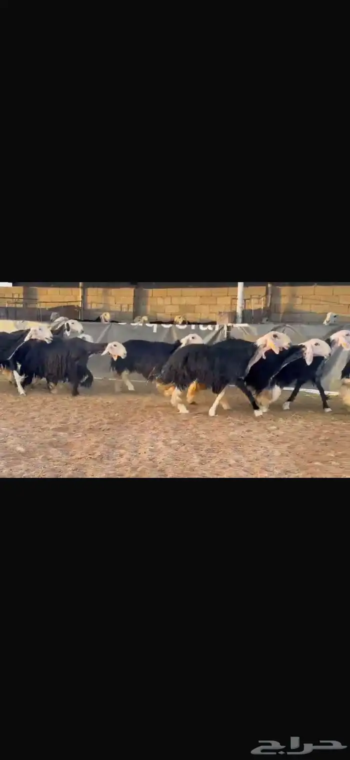 عرض بيع ثنوات وربعيات فاخره 2