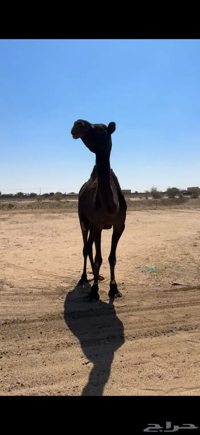 ناقه رباع او سديس ولقحه في شهرين طبعه زين وا مبروكه وهاديه 12