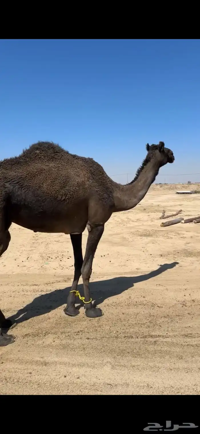 ناقه رباع او سديس ولقحه في شهرين طبعه زين وا مبروكه وهاديه 6