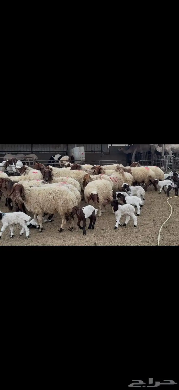 غنم نعيم متابيع . 2