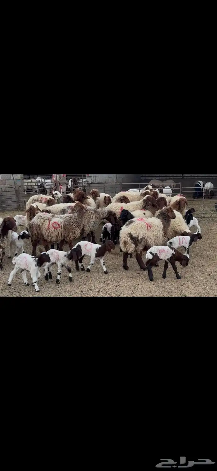 غنم نعيم متابيع . 11