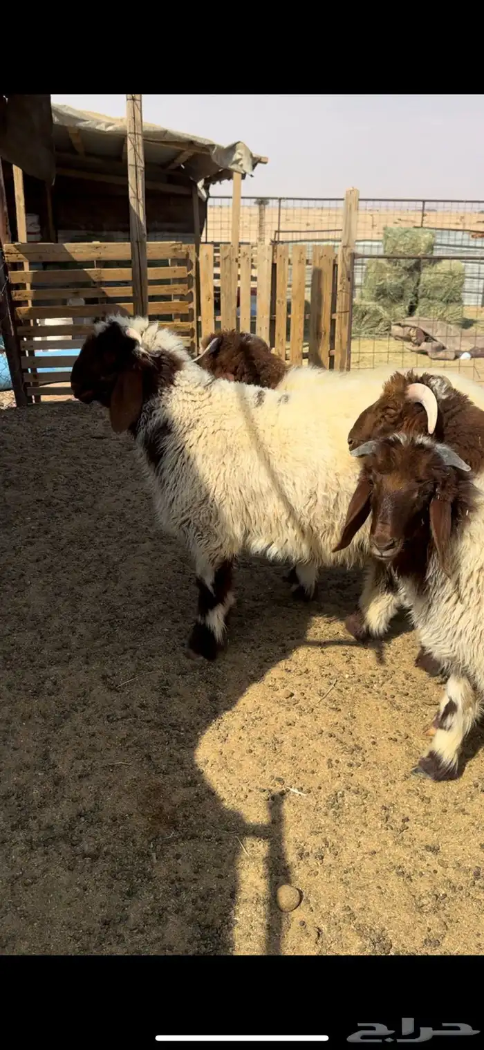 بهم صنف نعيم 4