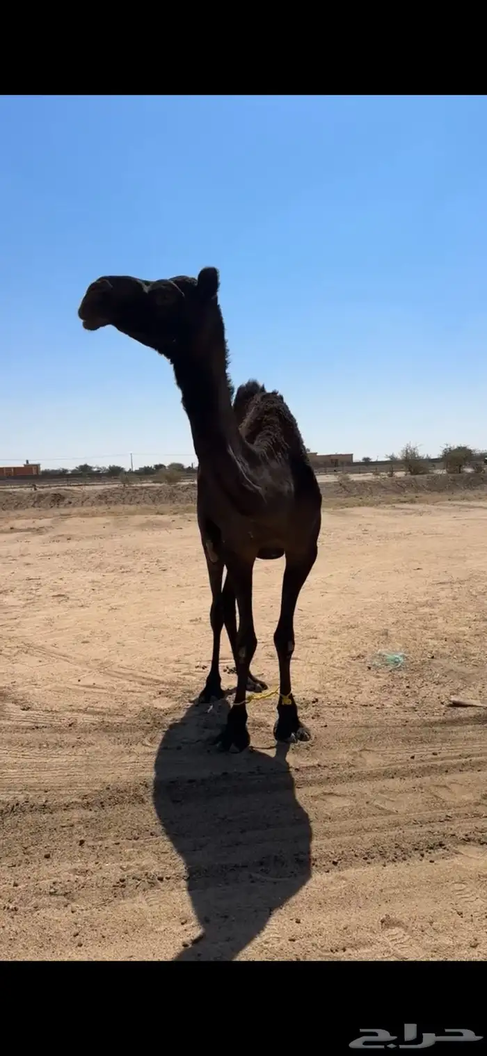 ناقه رباع او سديس ولقحه في شهرين طبعه زين وا مبروكه وهاديه 10