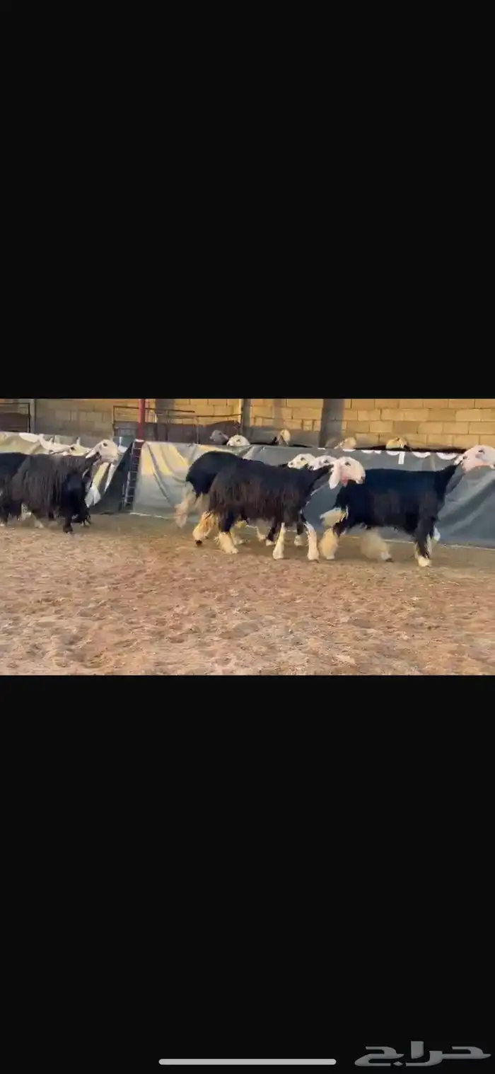 عرض بيع ثنوات وربعيات فاخره 4