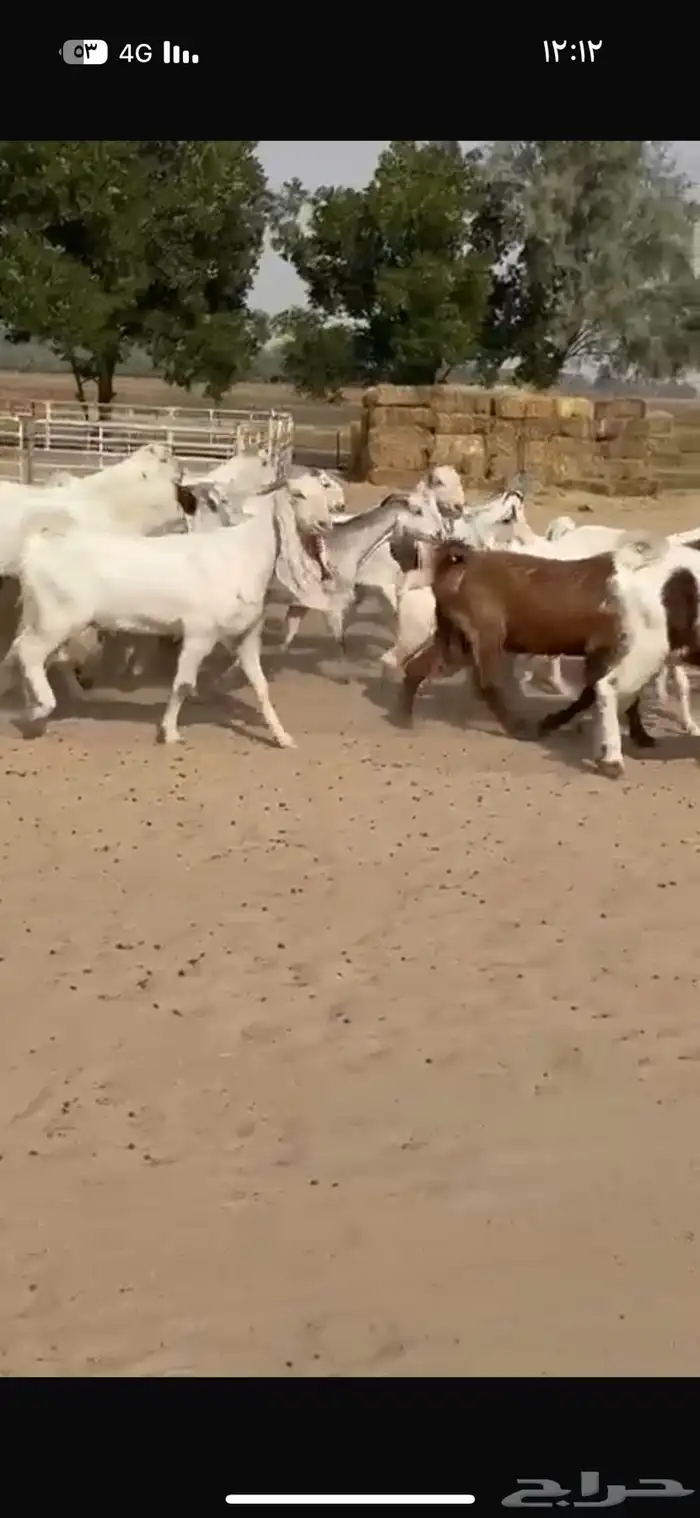 معزا هولنديات فاخره 5