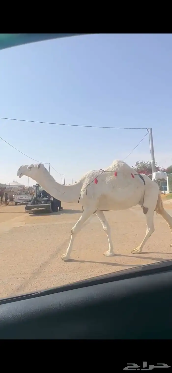 ضريبه. تم البيع 1